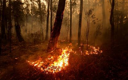 Incendi in Australia, 24 morti e 100mila sfollati. FOTO