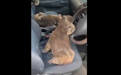 Australia, gruppo di koala in auto per salvarsi dagli incendi. VIDEO