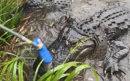 Australia, pericolo coccodrilli in un parco dopo alluvioni. VIDEO