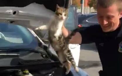 Usa, gatto si intrufola nel cofano dell'auto: liberato. VIDEO