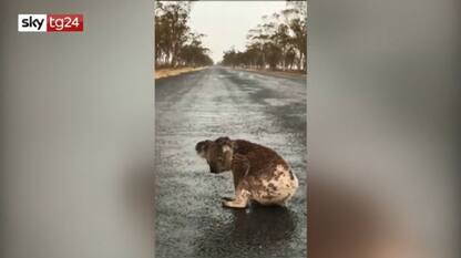 Australia, koala beve da una pozzanghera. VIDEO