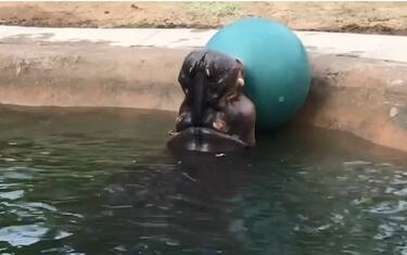 Zoo di Denver, l’ippopotamo si diverte giocando a palla VIDEO