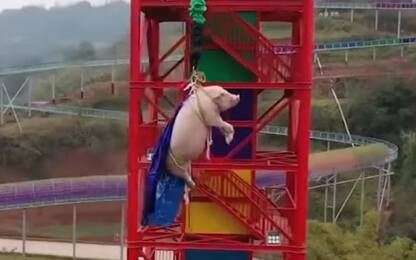 Cina, parco a tema inaugura bungee jumping lanciando un maiale: bufera