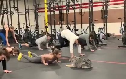 California, la cagnolina fa ginnastica al ritmo della padrona VIDEO