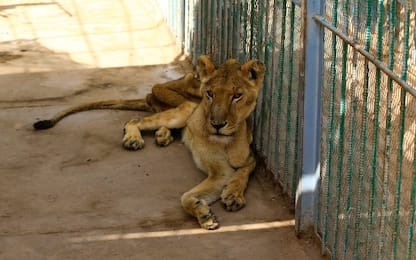 Sudan, raccolta fondi per leoni affamati e malati in gabbia