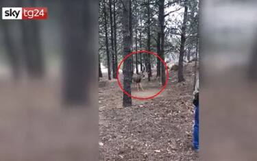Usa, cervo impigliato in un'amaca: stordito e liberato. VIDEO