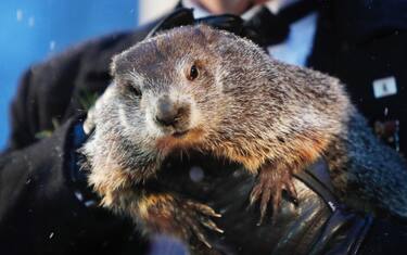 Giorno della Marmotta, il verdetto: primavera in arrivo