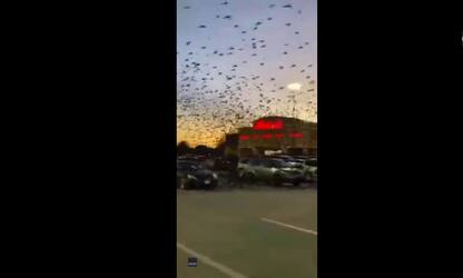 Texas, migliaia di uccelli su un centro-commerciale. VIDEO