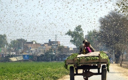 Pakistan, prosegue l'invasione di locuste. FOTO