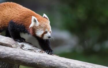 Australia, panda rosso nuovo nato nello zoo di Sydney. FOTO