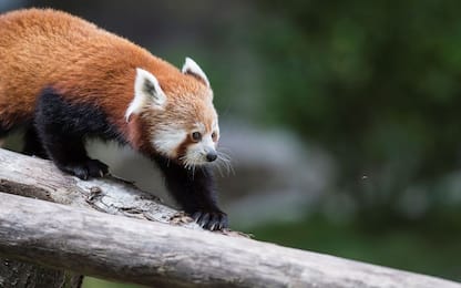 Australia, panda rosso nuovo nato nello zoo di Sydney. FOTO