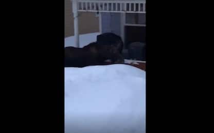 Colorado, uomo trova nel cortile 2 alci che giocano nella neve. VIDEO