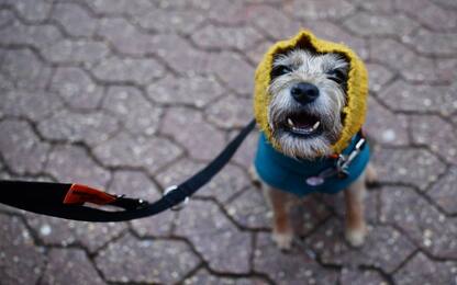 Inghilterra, "Crufts dog show" la mostra dei cani più belli