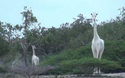 Due rare giraffe bianche uccise dai bracconieri in Kenya