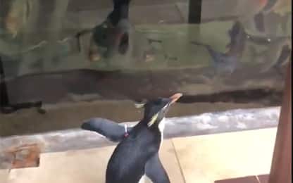Chicago, pinguini "visitano" l’acquario chiuso per coronavirus. VIDEO