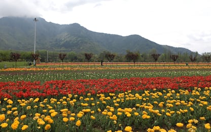 Coronavirus India: fioriscono tulipani ma giardino è deserto