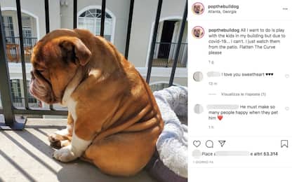Big Poppa, il bulldog triste in quarantena diventa virale sui social