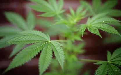 Cannabis terapeutica, prove ‘deboli’ a sostengo della sua efficacia