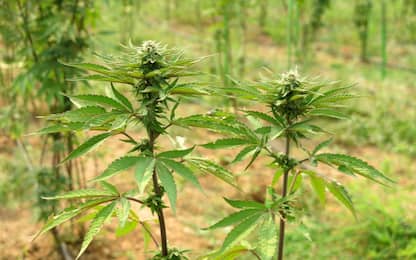 Cannabis, il Marocco pronto a legalizzare la produzione per uso medico