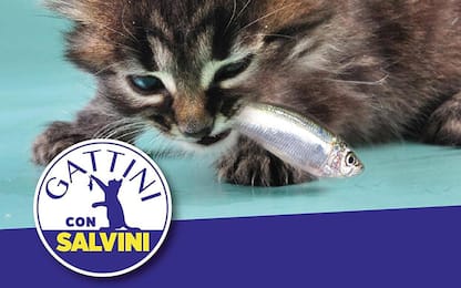 "Gattini con Salvini", lo slogan anti Sardine lanciato su Twitter