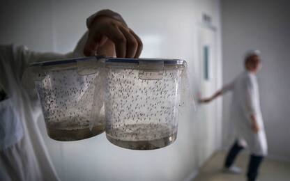 Il virus Zika possibile arma contro due tumori del cervello