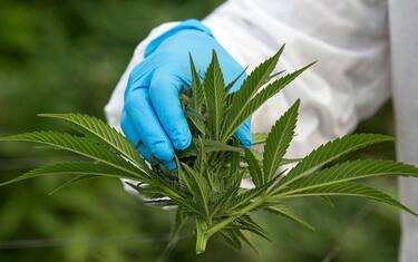 GettyImages_Marijuana