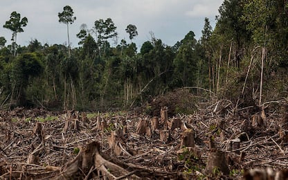 Dal 2000 il mondo ha perso il 7,2% delle proprie foreste vergini