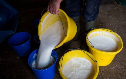 Sardegna, prezzo latte troppo basso: pastori lo buttano per protesta