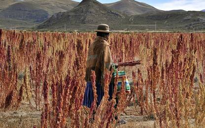 Mappato il Dna della quinoa con l'idea di nutrire il mondo 