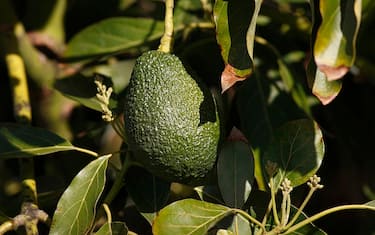 GettyImages-avocado