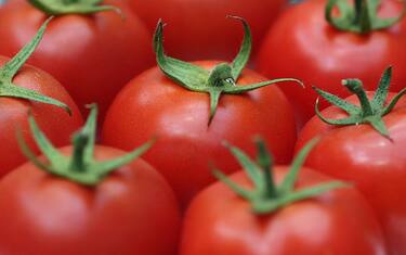 Scoperto nei pomodori il gene responsabile dell’invecchiamento