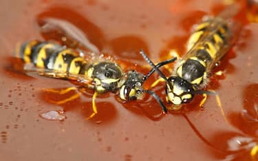 Cambiamento climatico, dagli insetti "alieni" alto rischio di allergie