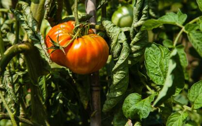 Derivati dei pomodori: sarà obbligatoria l'origine sull'etichetta