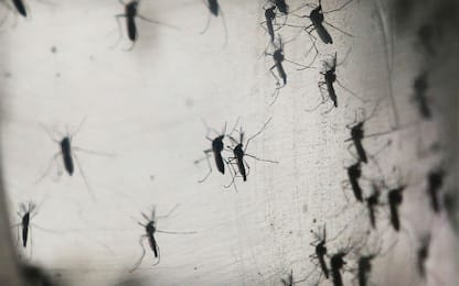 In Brasile è finita l'emergenza Zika 