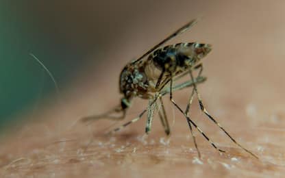 Acqua, zanzare e sesso non protetto le prime cause d'infezioni estive