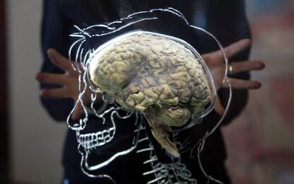 Riprodotto il primo mini cervello umano completo