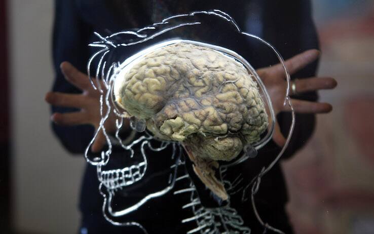 alimentazione ed integratori per allenare la mente Tecniche di memorizzazione Allenare il cervello Consigli per allenare la memoria