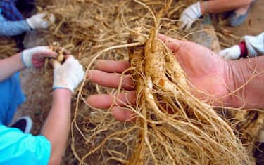 Getty_Images_Ginseng
