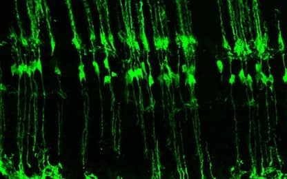 Rigenerate le cellule della retina: è la prima volta sui topi adulti