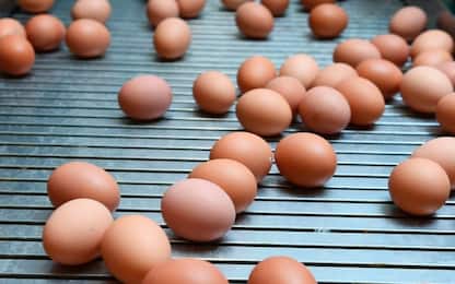 Sequestrate 32mila uova pericolose dai Nas