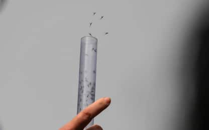 Nuova vita per il virus Zika, diventerà arma anti-cancro