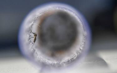 Virus Chikungunya, cos'è e come viene trasmesso