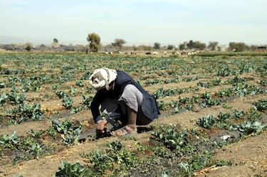 agricoltore_yemen_fao_lapresse