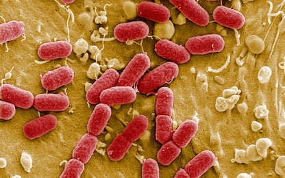Batteri intestinali sani potrebbero prevenire le malattie dell’età