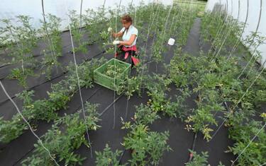 GettyImages-agricoltura_biologica