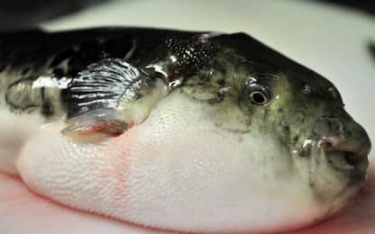 Giappone, venduto per errore del pesce fugu tossico