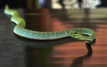 GettyImages-Serpente