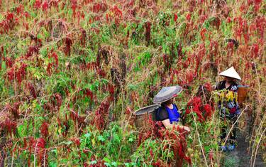 GettyImages-quinoa