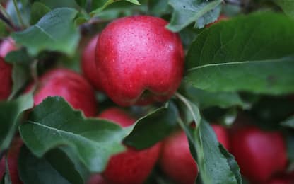 100 milioni di batteri in una mela: più benefici da frutti biologici
