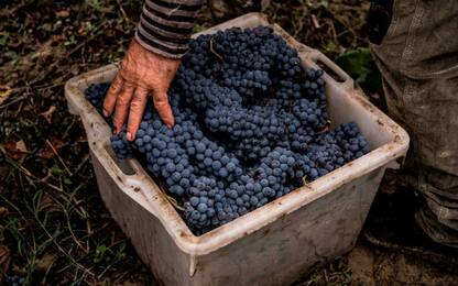 Rubano uva dalle vigne per rivenderla: due arresti nel Catanese 
